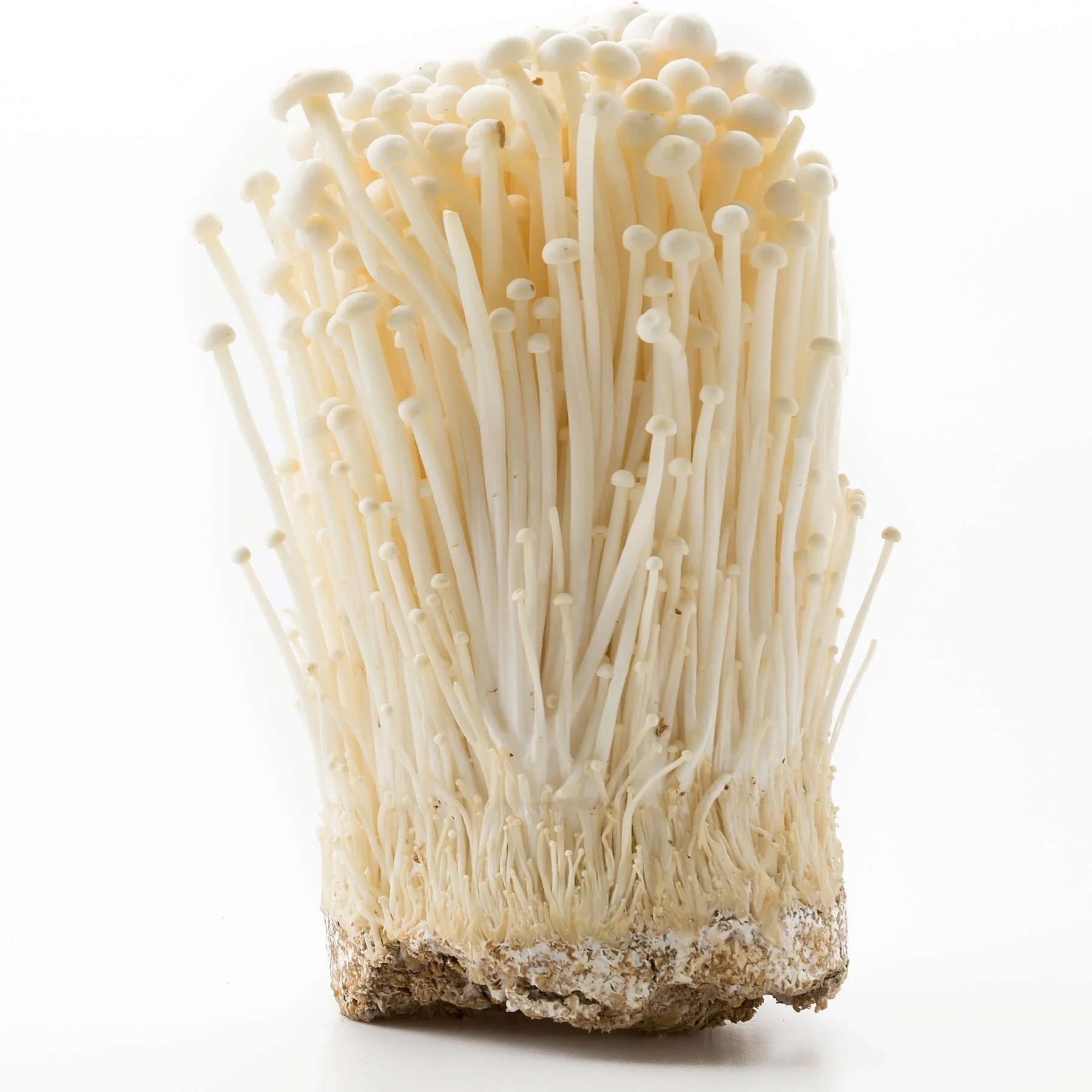 Jamur Enoki